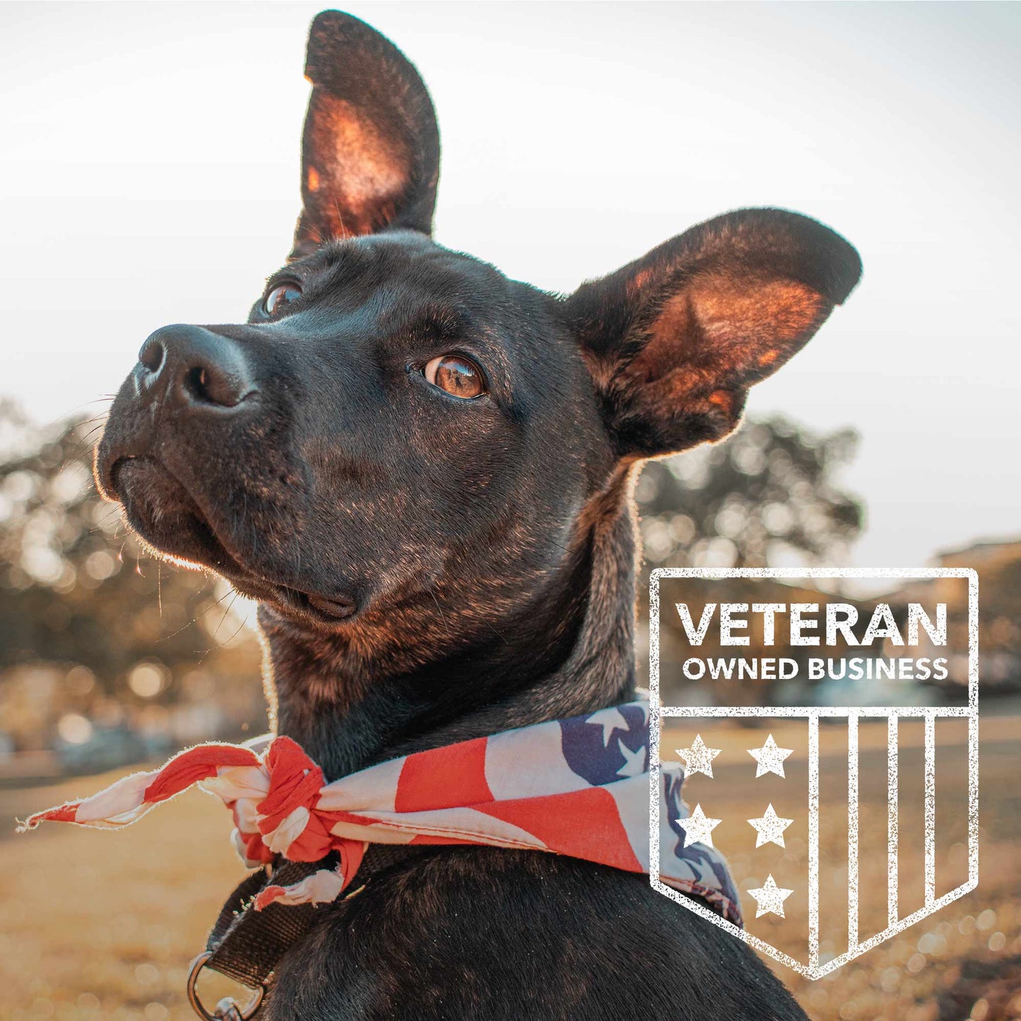 No Quarter – None Given, None Taken Bracelet – Helps Pair Veterans With A Service Dog Or Shelter Dog - Faire