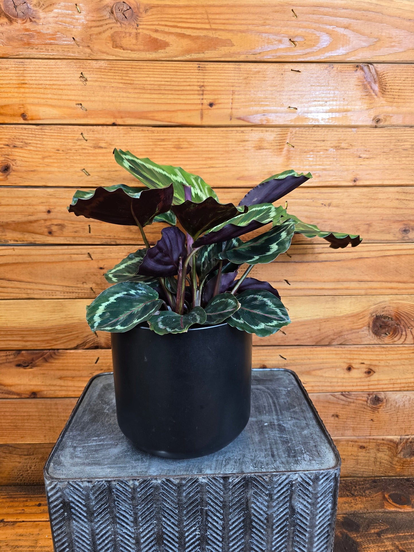 Calathea Medallion, 6" Plant