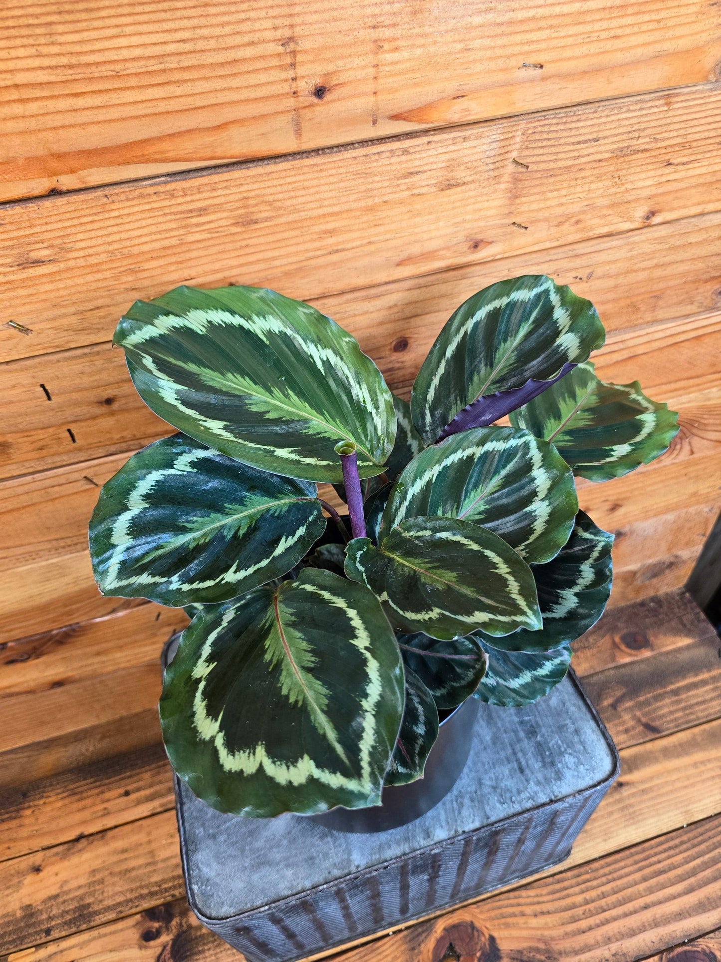 Calathea Medallion, 6" Plant