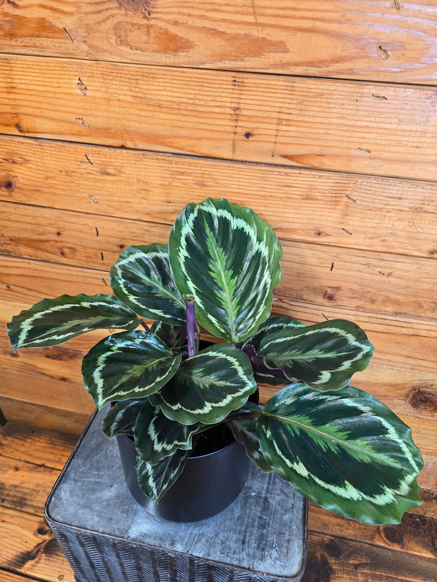 Calathea Medallion, 6" Plant