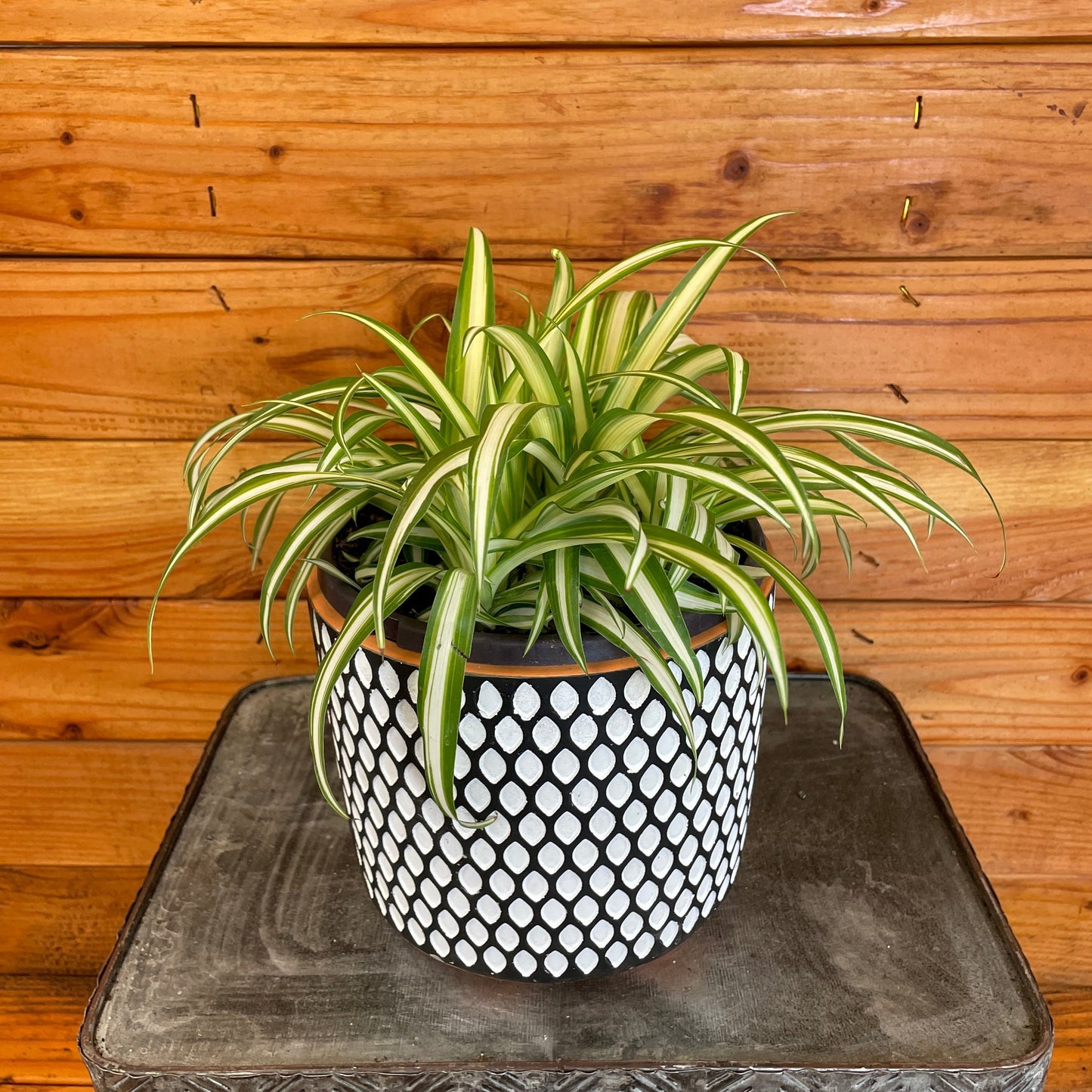 Chlorophytum Variegated Spider, 6" Plant
