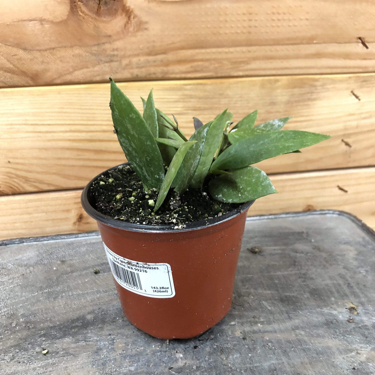 Hoya Gracilis, 4" Plant