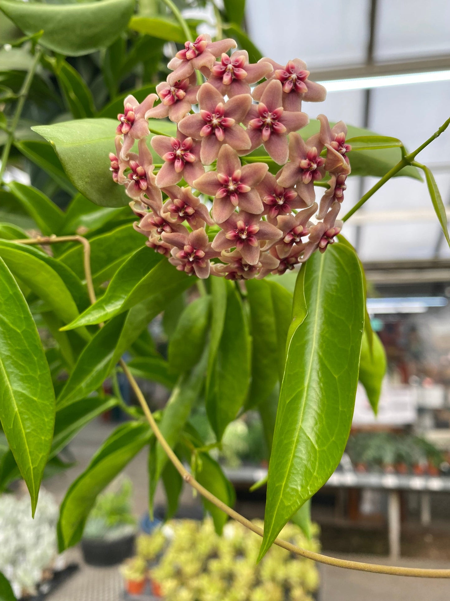 Hoya Rubida, 4" Plant