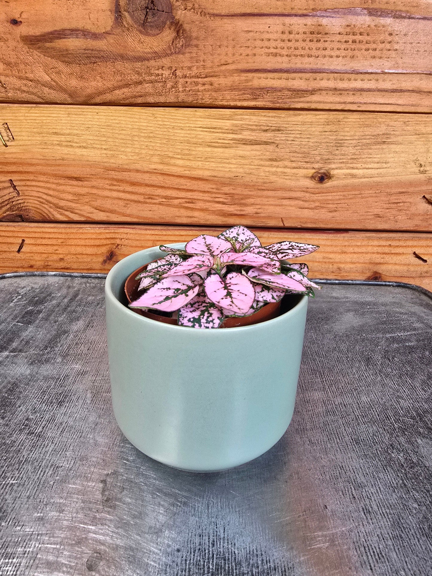 Hypoestes Polka Dot Plant Pink Splash, 2" Plant