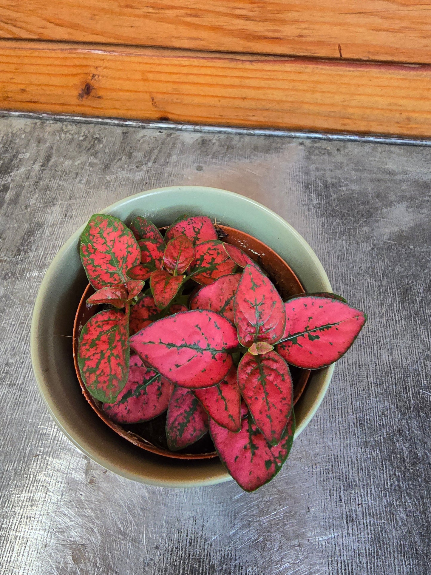 Hypoestes Polka Dot Plant Red Splash, 2" Plant