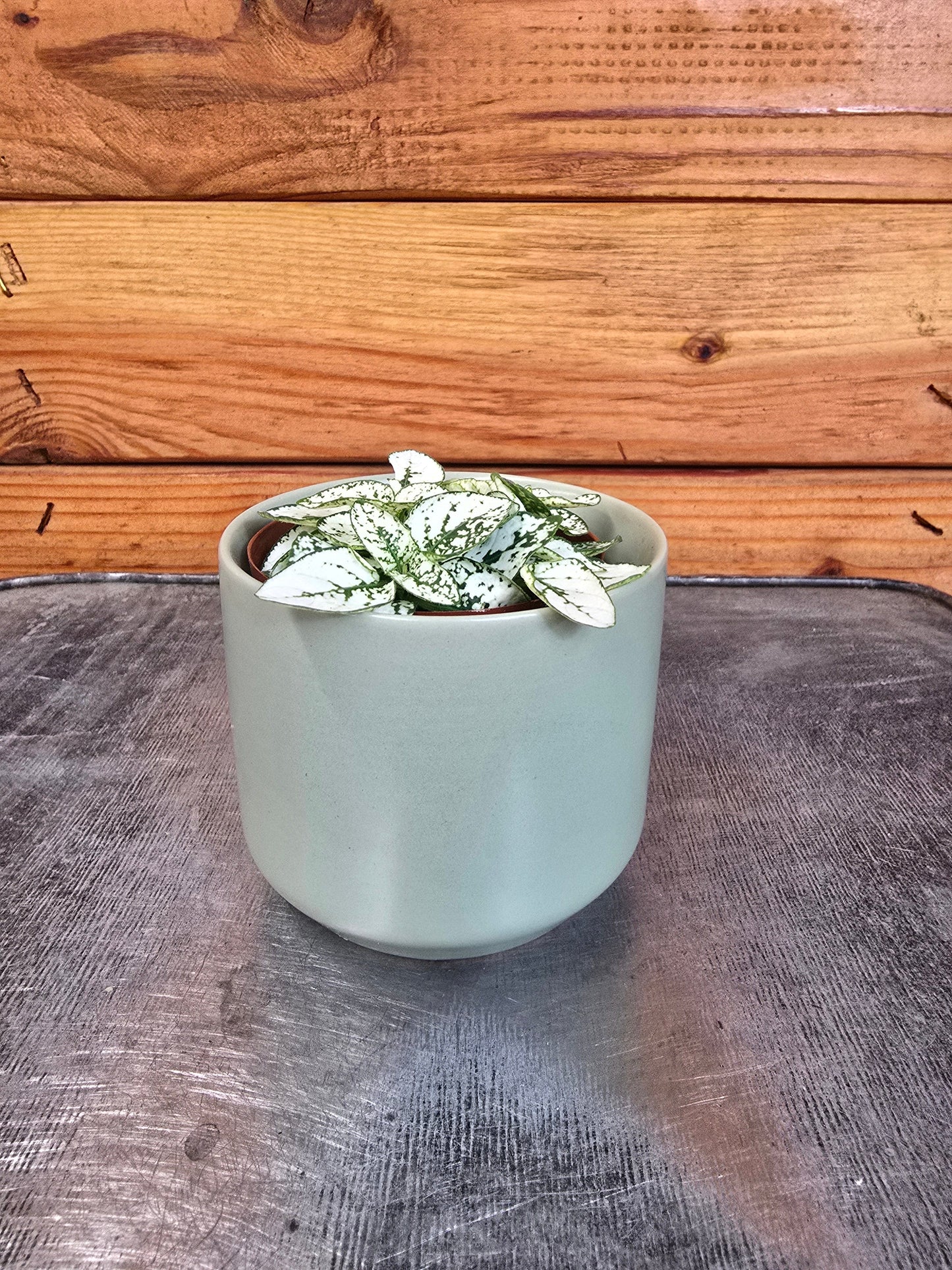 Hypoestes Polka Dot Plant White Splash, 2" Plant