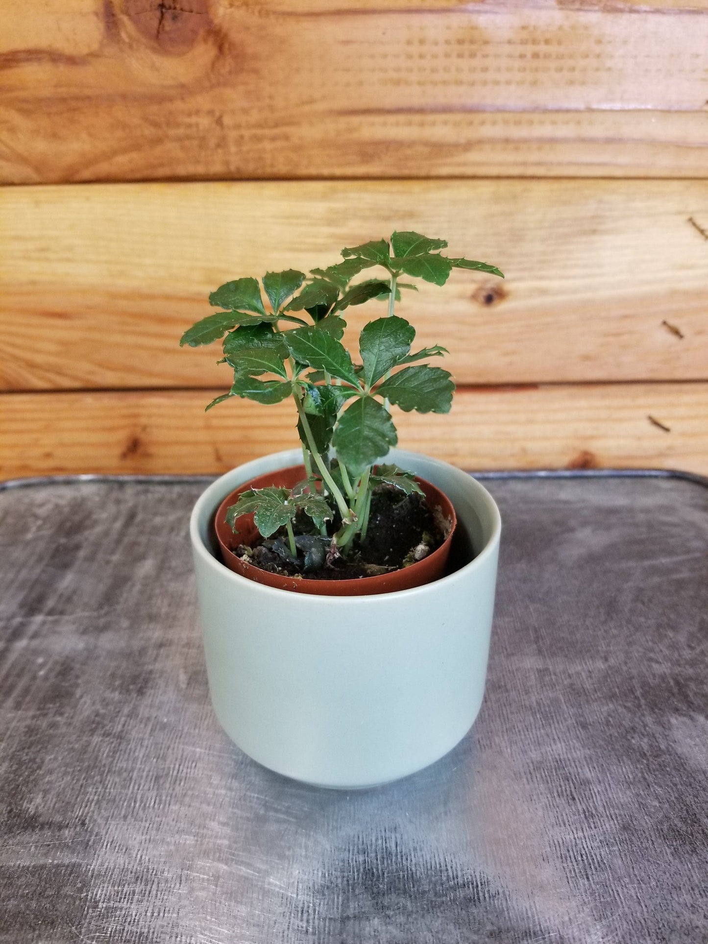 Parthenocissus Sugar Vine, 2" Plant