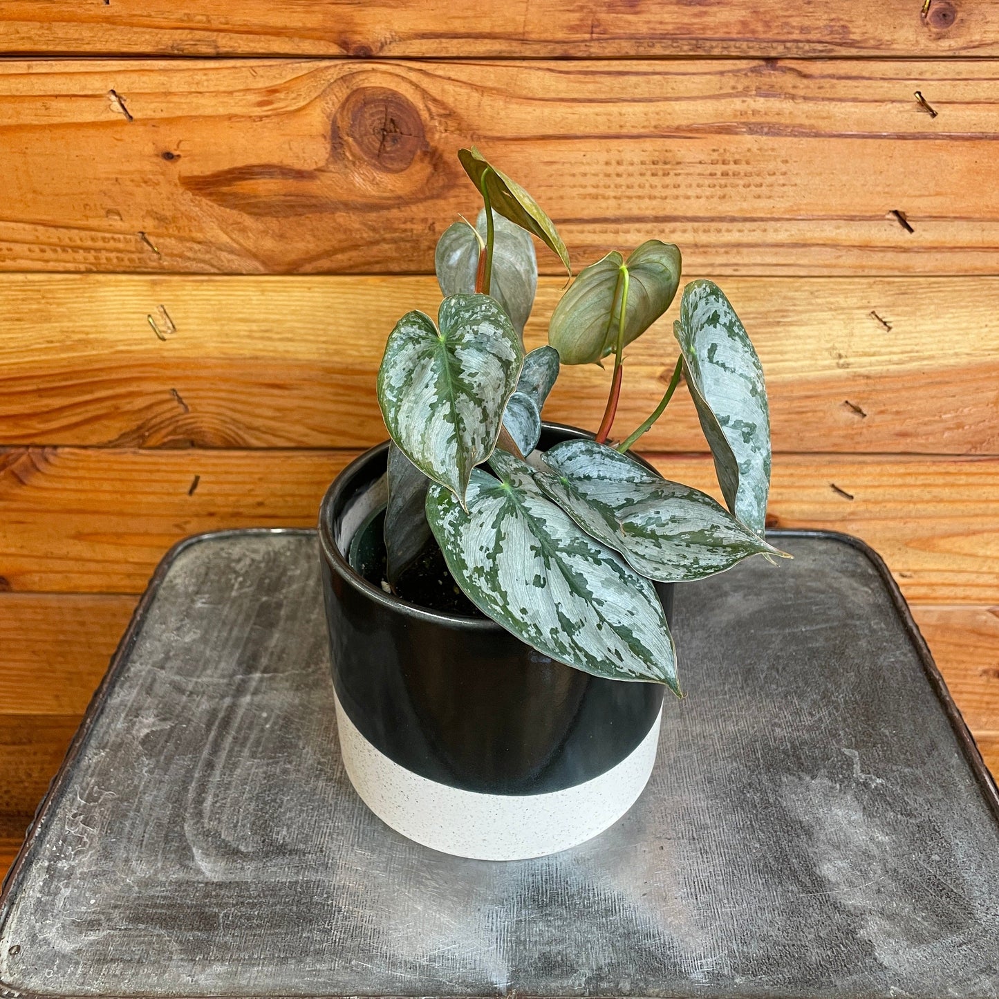 Philodendron Brandtianum, 4" Plant