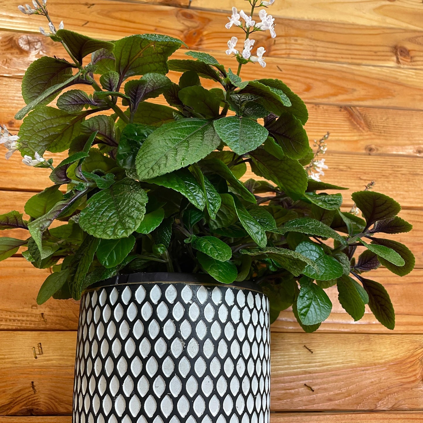 Plectranthus Swedish Ivy Purple, 6" Plant