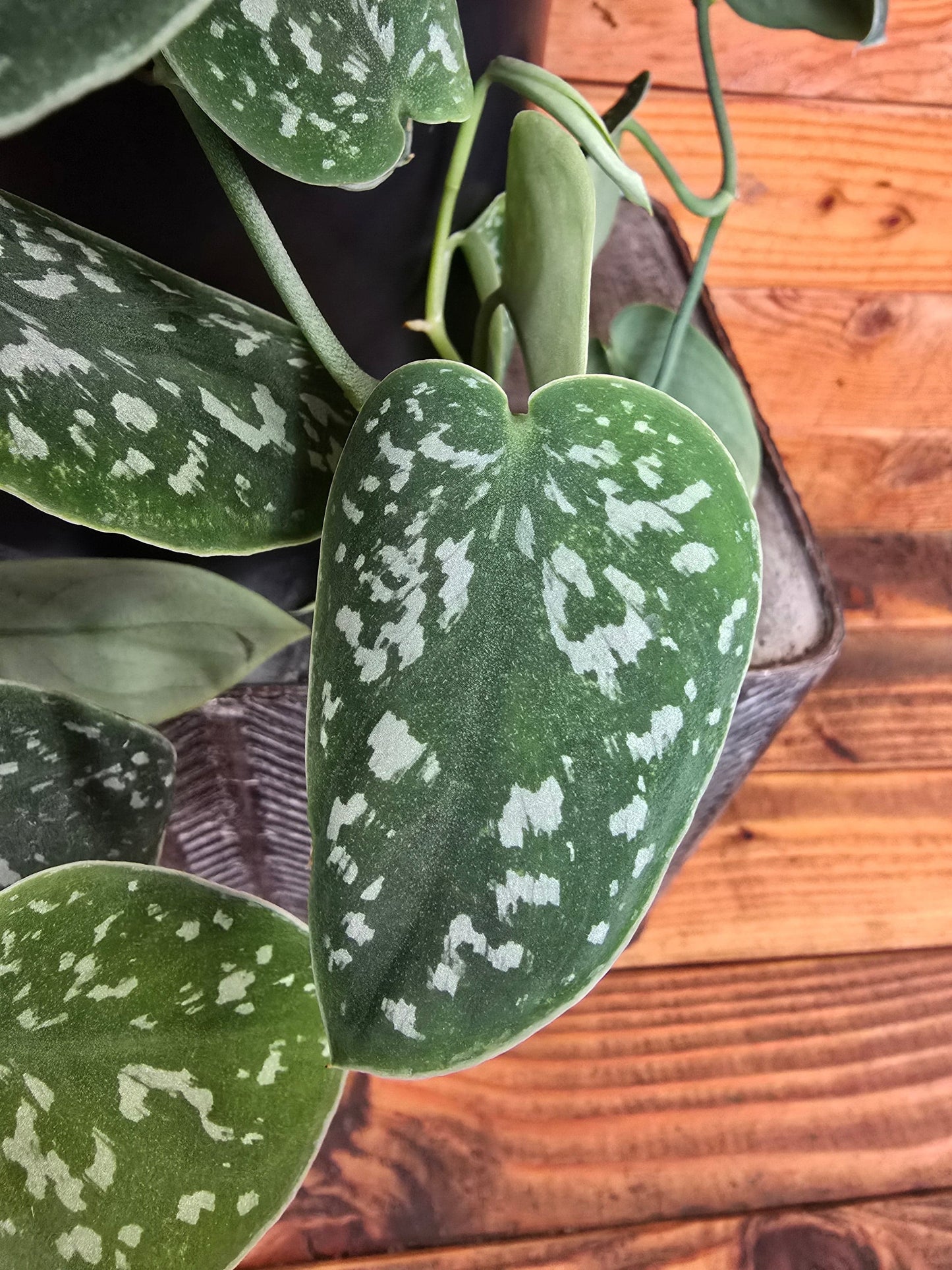 Scindapsus Picta, 6" Plant
