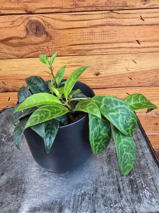 Aeschynanthus Lipstick Black Pagoda, 4" Plant