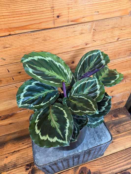 Calathea Medallion, 6" Plant