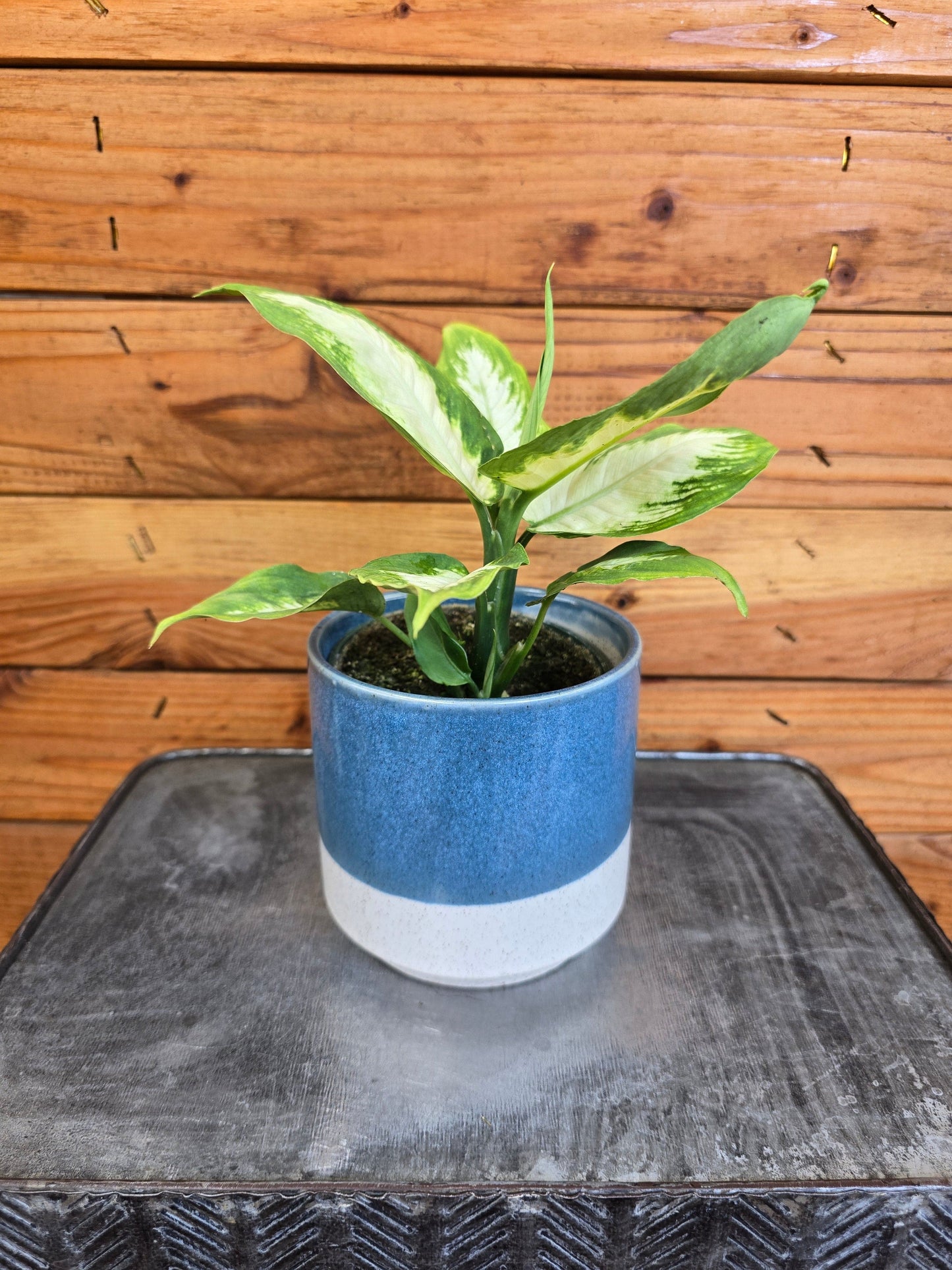 Dieffenbachia Camille, 4" Plant
