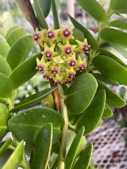 Hoya Cummingiana, 2" Plant