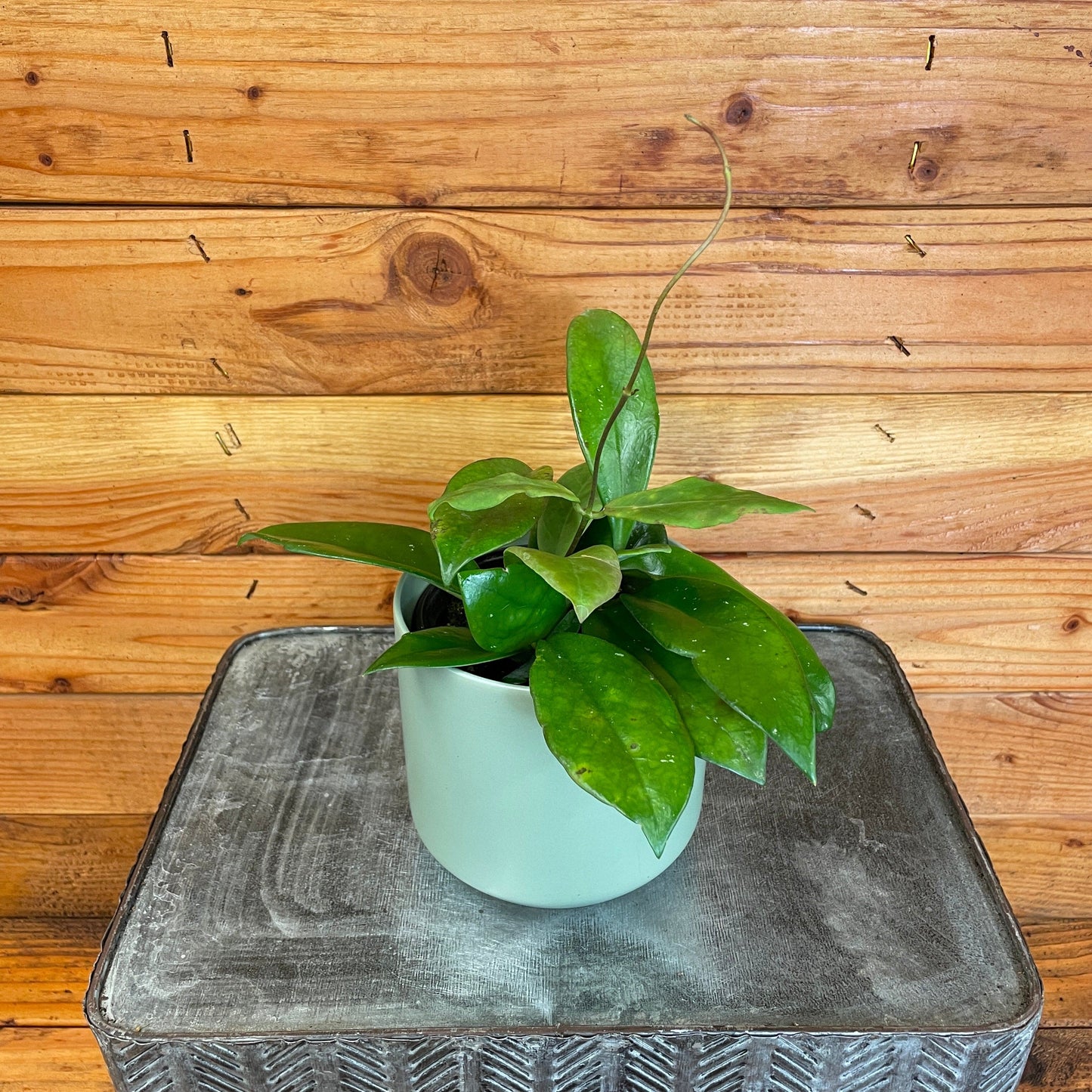 Hoya Mindorensis Pink, 4" Plant