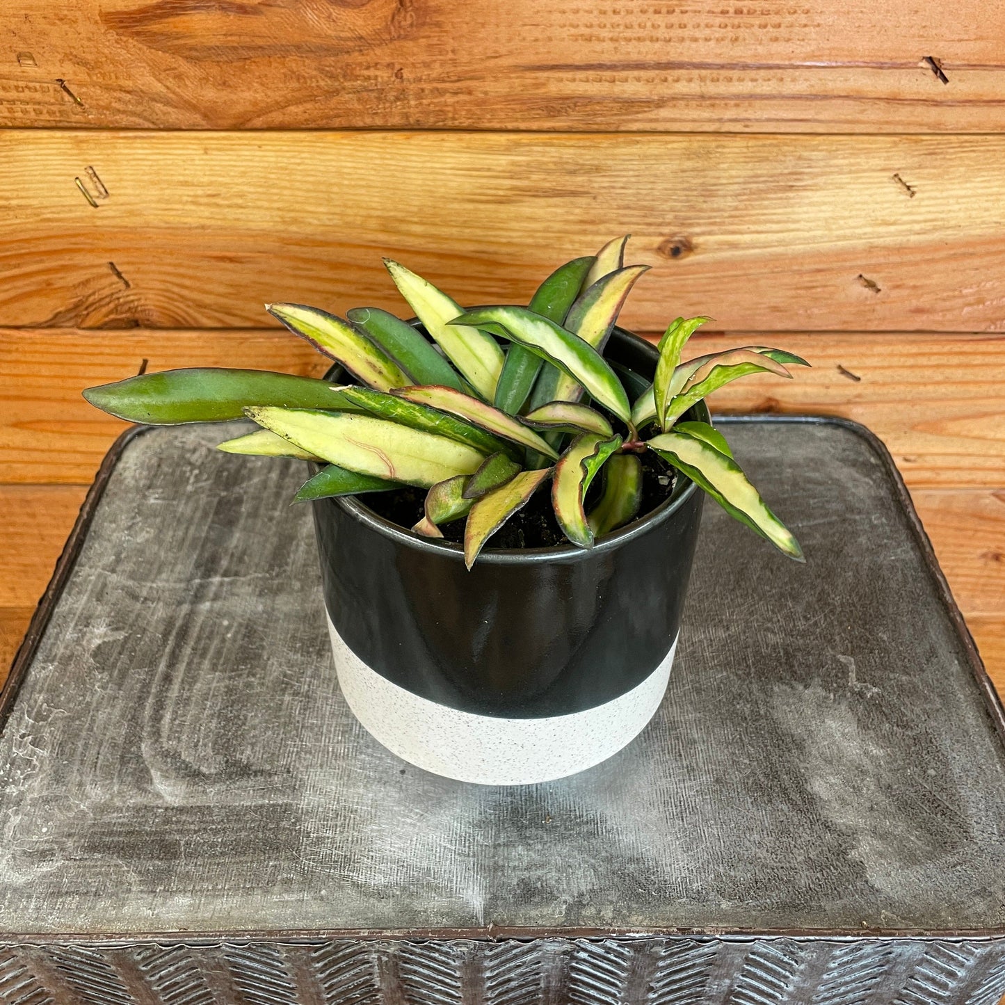 Hoya Wayetii Variegated, 4" Plant