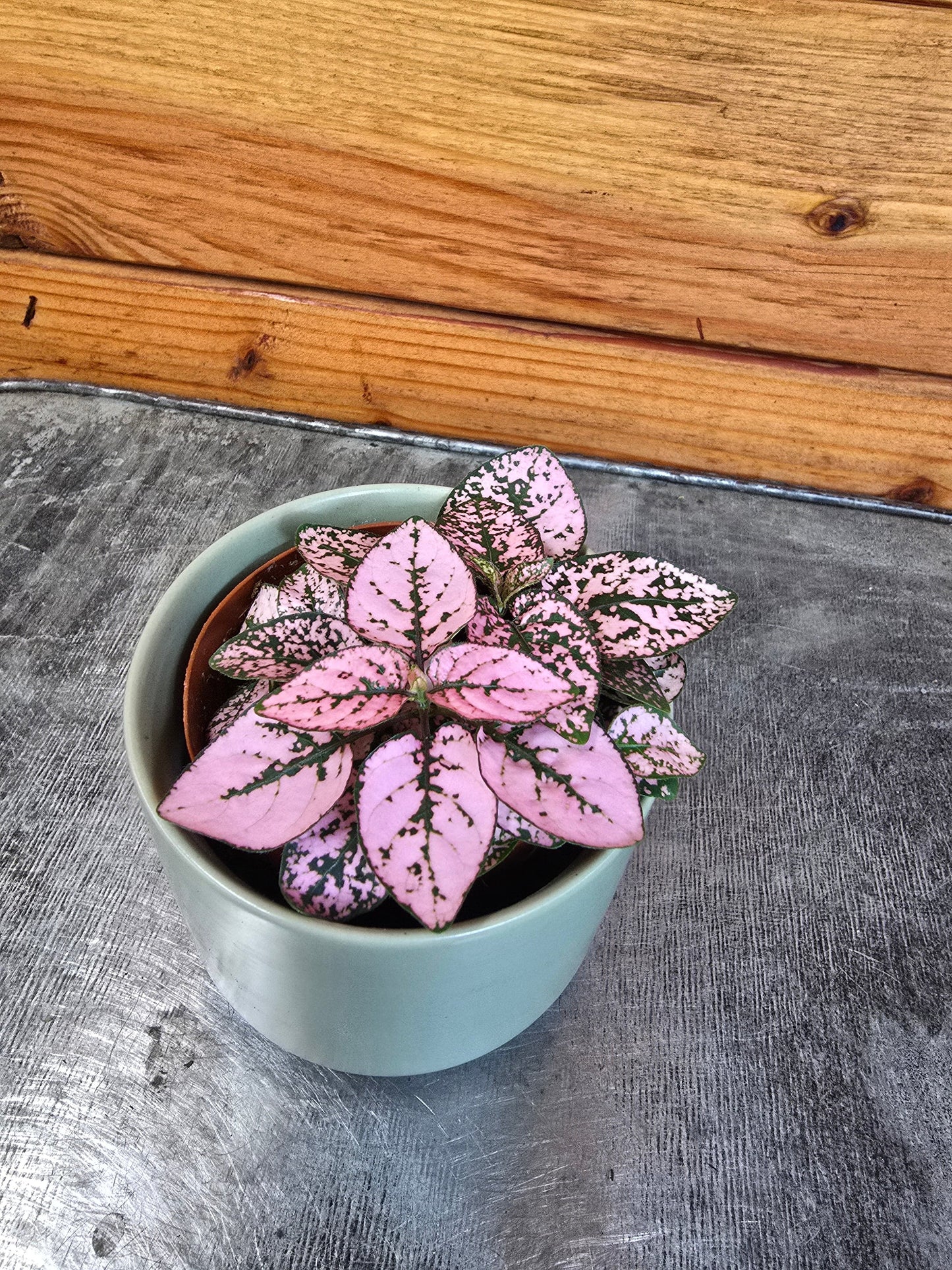 Hypoestes Polka Dot Plant Pink Splash, 2" Plant