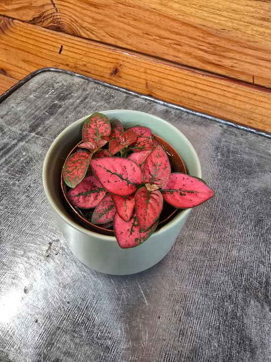 Hypoestes Polka Dot Plant Red Splash, 2" Plant