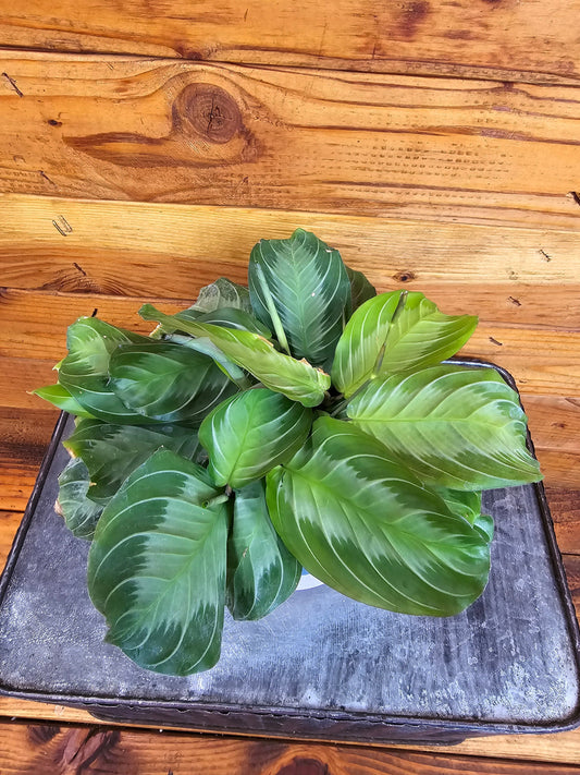 Maranta Leuconeura Silver Band, 4" Plant