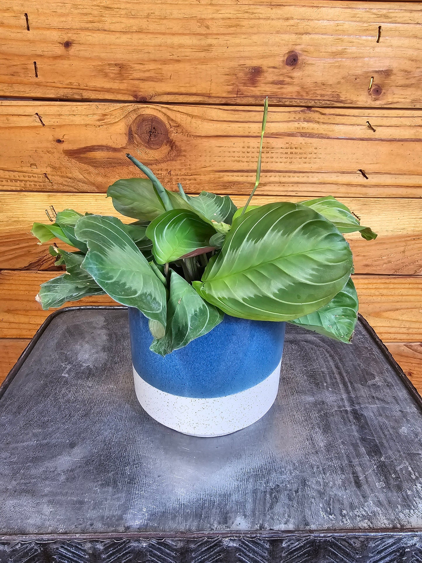 Maranta Leuconeura Silver Band, 4" Plant