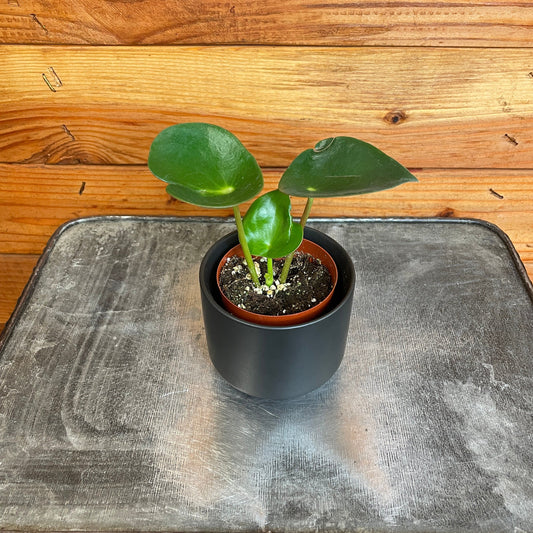 Peperomia Polybotrya Raindrop, 2" Plant
