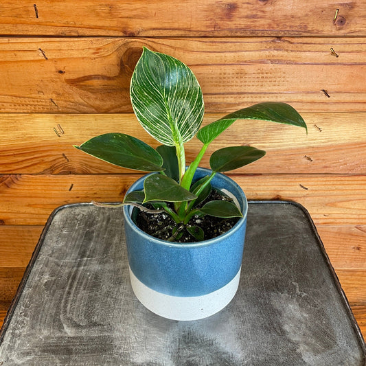 Philodendron Birkin, 4" Plant