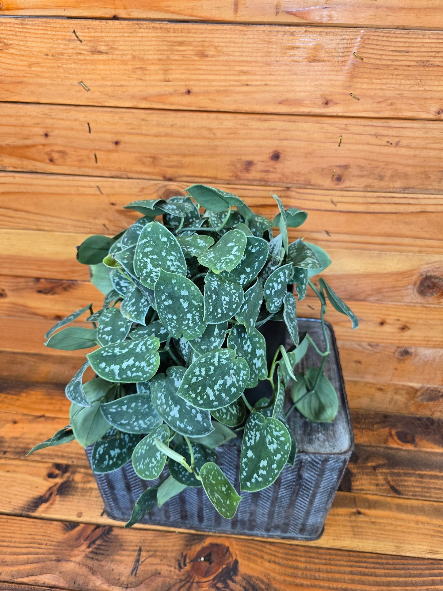 Scindapsus Picta, 6" Plant