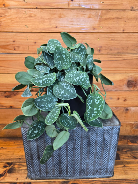 Scindapsus Picta, 6" Plant