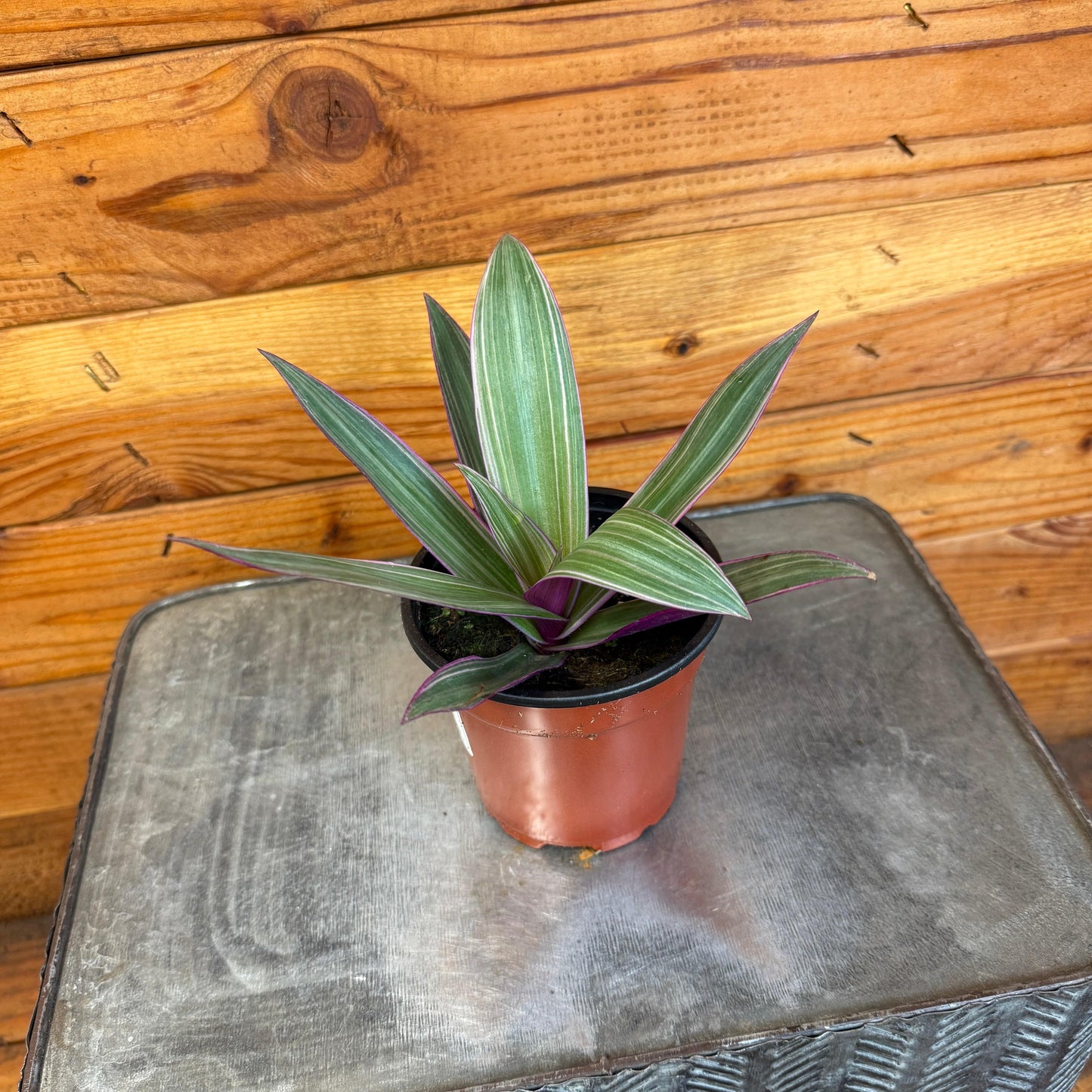 Rhoeo Spathacea Tricolor, 4" Plant
